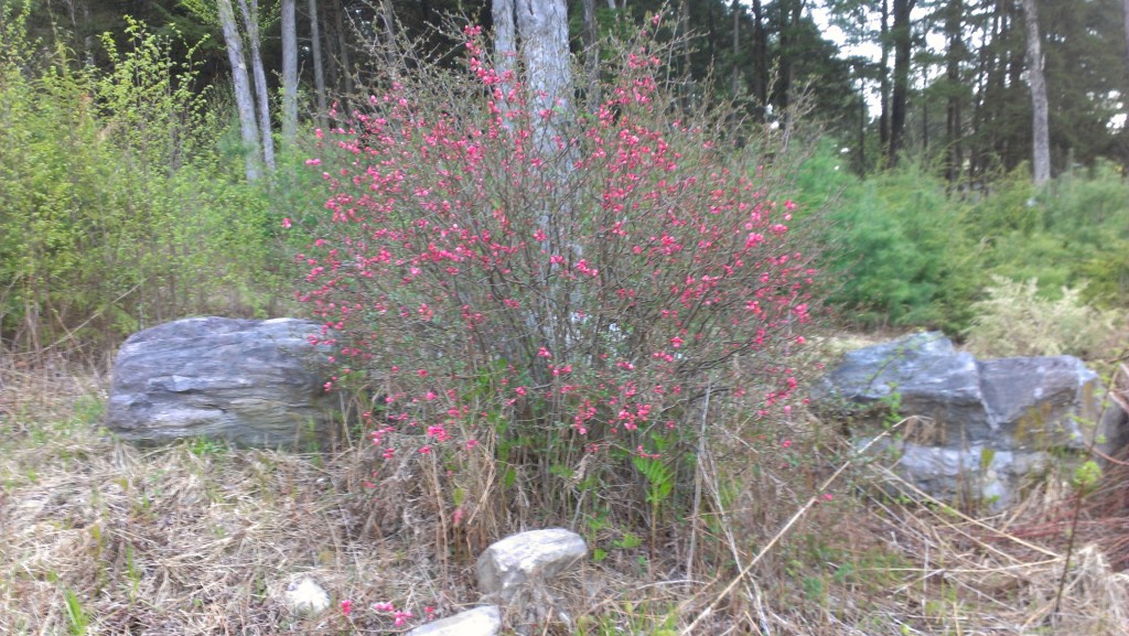 A big bush with pink flowers