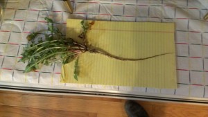 A very long dandelion taproot